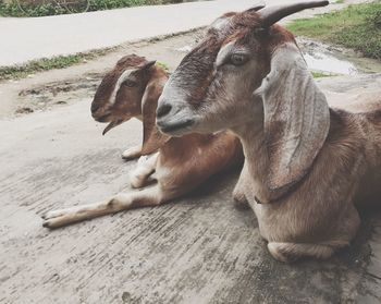 Goat sitting on a field