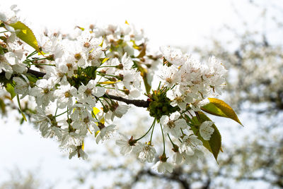 Close-up of cherry blossoms in spring