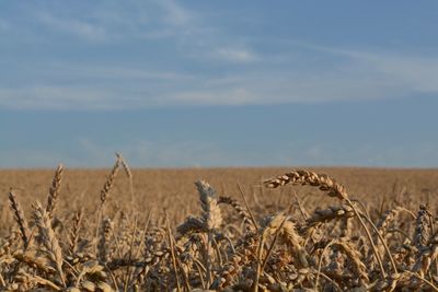 View of field against sky