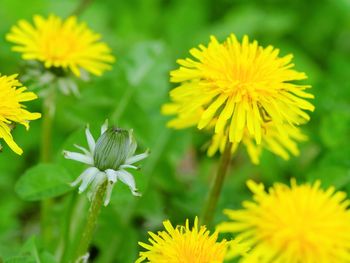 Close-up of yellow flowering plant