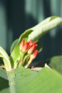 Close-up of red rose flower