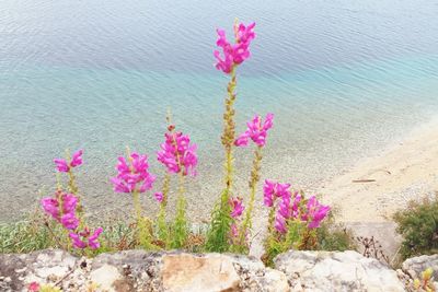 Close-up of pink flowers