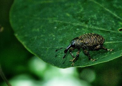 Close-up of insect on leaf