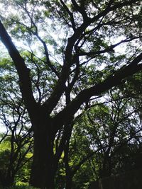 Low angle view of tree against sky