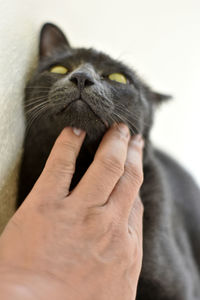 Close-up of hand holding cat