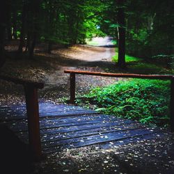 Trees in forest