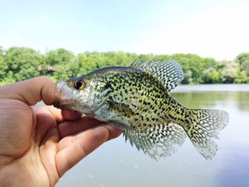 Midsection of person holding fish in water