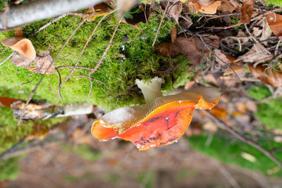 Close-up of mushroom growing on field