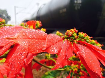 Close-up of water drops on red flowers