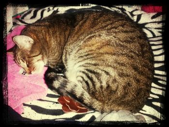 Close-up of cat sleeping