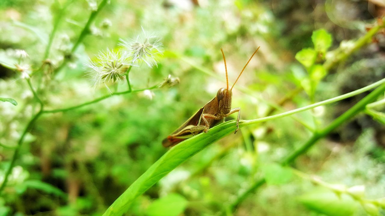 Grassbug