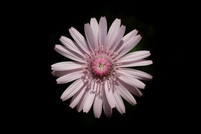 Close-up of flower against black background