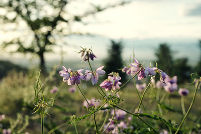 Close-up of purple flowering plants on field