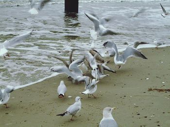 Birds flying over white background