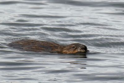 View of animal swimming in sea