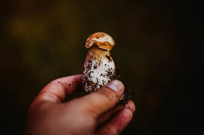 Close-up of hand holding mushroom