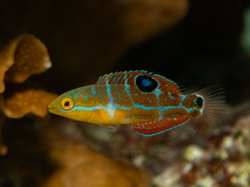 Halichoeres radiatus, a juvenile puddingwife wrasse