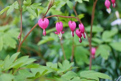 Close-up of pink flowers blooming outdoors