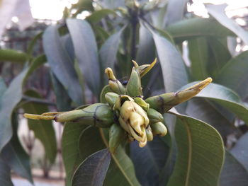 Close-up of plant