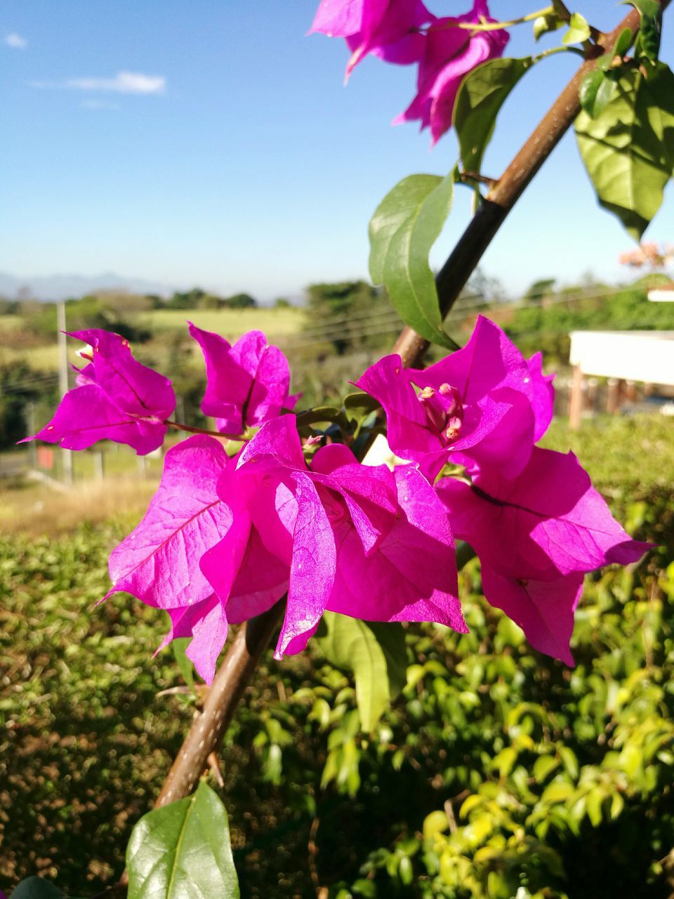 flower, fragility, pink color, nature, beauty in nature, petal, freshness, flower head, focus on foreground, growth, no people, close-up, outdoors, blooming, day, sky, plant, water