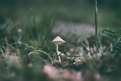 Close-up of mushroom growing on field