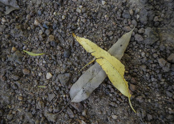 High angle view of a lizard on ground