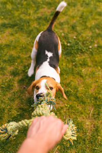 Dog beagle pulls a rope and tug-of-war game with owner. canine background.