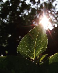 Close-up of plant leaves