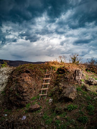 Plants growing on land against sky