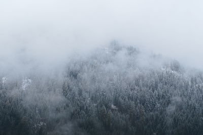 Trees on landscape against sky during foggy weather