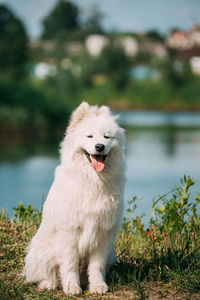 Dog running on field