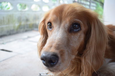 Close-up portrait of dog