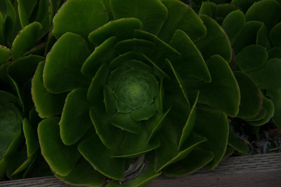 Full frame shot of succulent plant