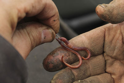 Human hand holding worms