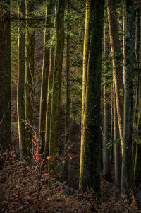 View of trees in forest