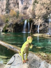 Close-up of lizard on rock