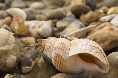 Close-up of animal shell on stones