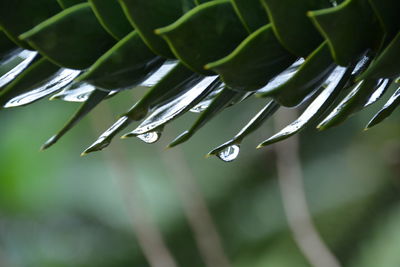 Close-up of water drops on leaf