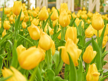 Close-up of yellow tulips