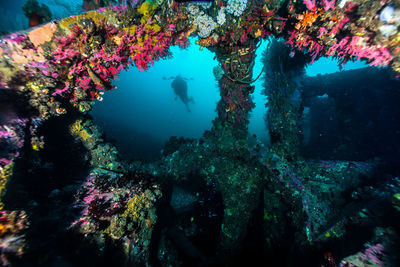 Multi colored corals grew on concrete blocks underwater