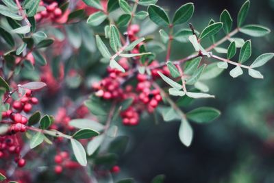 Close-up of berries growing on tree