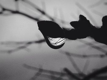 Close-up of plant against blurred background