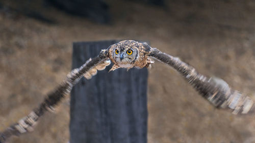 African owl during flight in città della domenica, perugia, italia