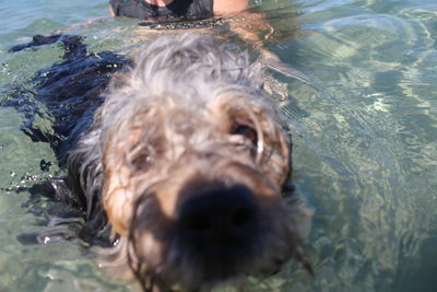 Close-up of dog in water