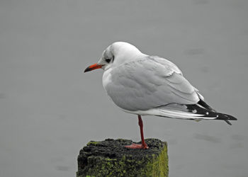 Close-up of bird perching on white wall