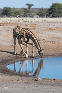 Giraffe drinking water from lake