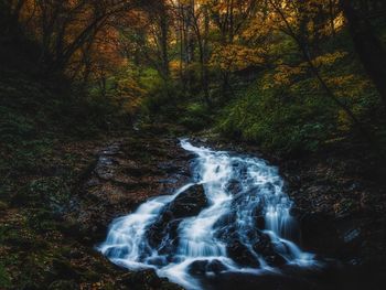 Scenic view of waterfall in forest