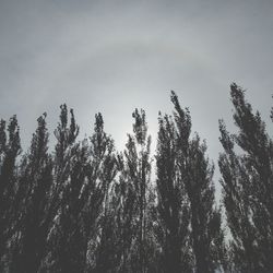 Low angle view of trees against sky