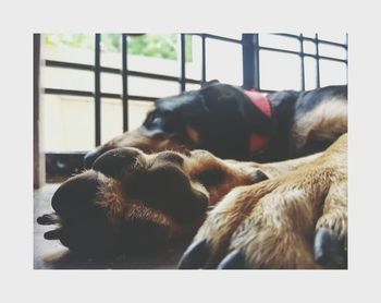 Close-up of dog relaxing on floor