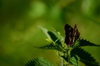 Close-up of insect on plant